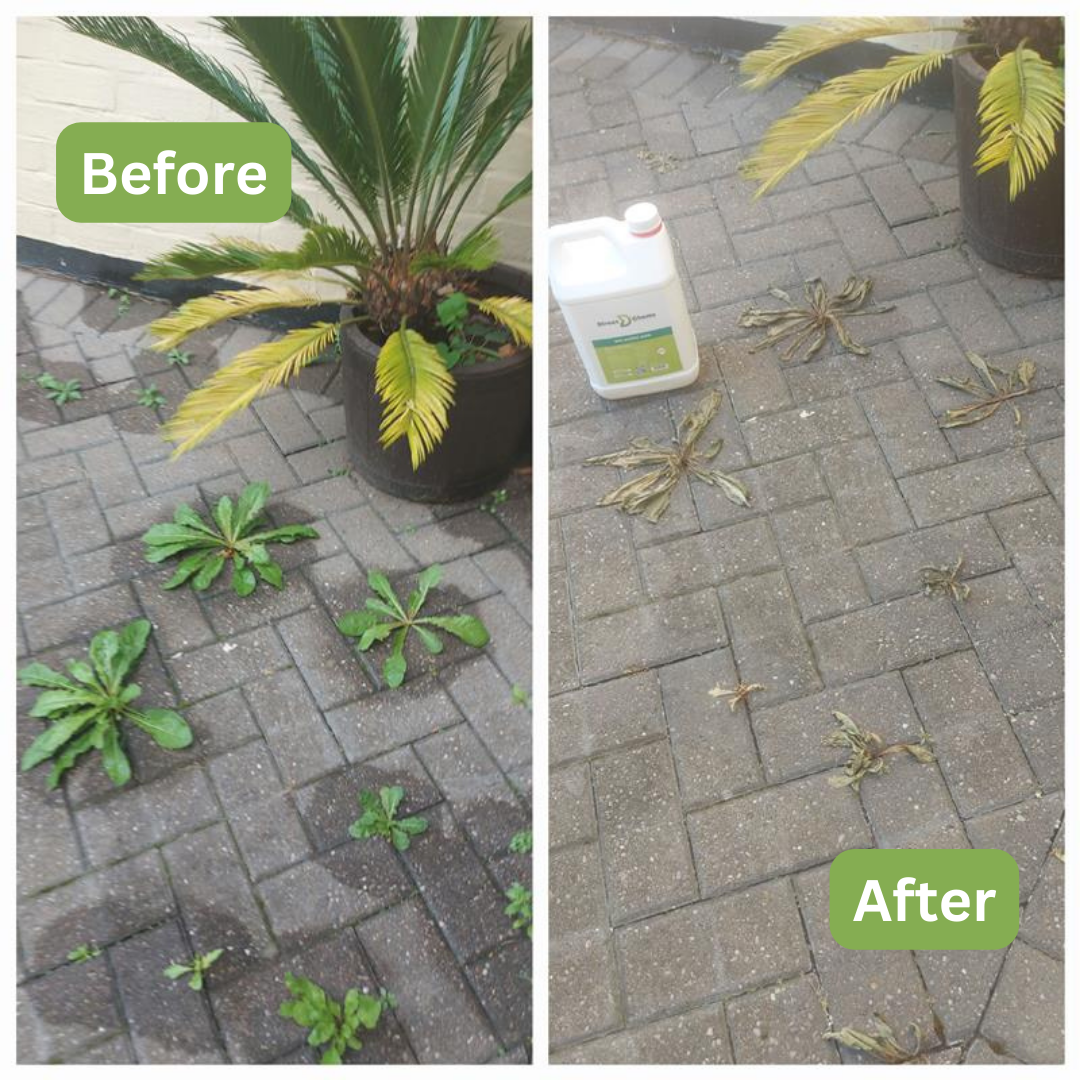 Before and after photos of a paved area with a potted plant highlight the transformation. The before image shows green weeds sprouting between the paving stones, while the after image showcases shriveled weeds, thanks to Direct Chems&