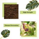 The collage consists of two sections: "High Strength" is illustrated with a close-up of soil enriched with Direct Chems' Calcium Hydroxide, highlighting its rich composition; "Disease Prevention" features a green leaf adorned with purple spots. Decorative green tropical leaves are placed in the corners, emphasizing the advantages of using Direct Chems' Calcium Hydroxide for soil acidity control.