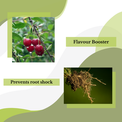 A graphic featuring two images: the top left shows ripe cherries on a branch, and the bottom right displays uprooted roots with soil. Text reads Flavour Booster and Prevents root shock, highlighting the benefits of premium quality Epsom Salts (magnesium sulphate). Green and white abstract background.