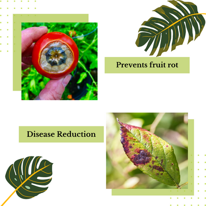In a hand, a tomato with rot is held, while a close-up below captures a leaf spotted with dark marks. Next to the tomato, the text reads "Direct Chems Calcium Chloride: Prevents Fruit Rot," and nearby the leaf, "Disease Reduction" is displayed. Tropical leaf graphics frame these images against a light background, highlighting effective industrial applications.
